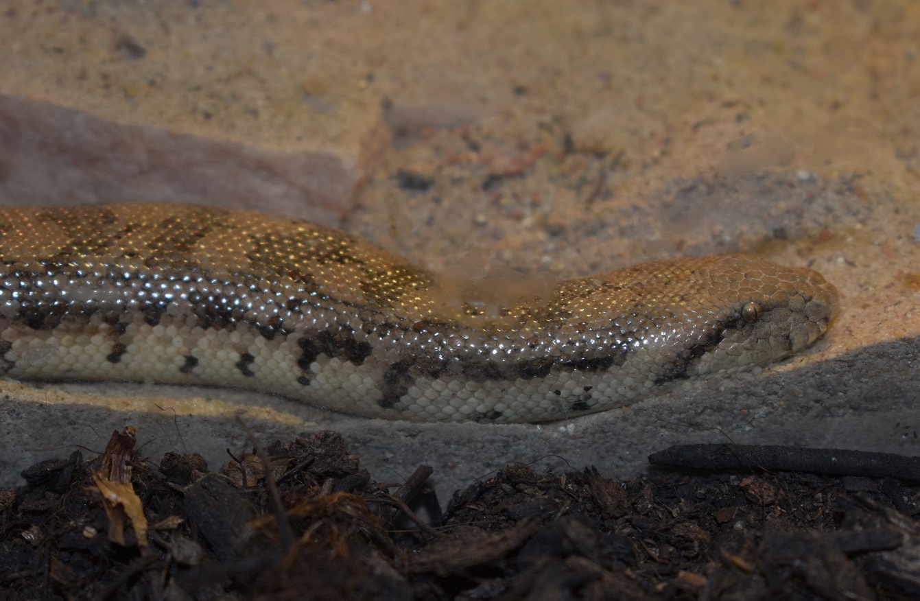 ZOOTOGRAFIANDO (6.096 ANIMALS) BOA DE LA ARENA DE TARTAR / TARTAR SAND