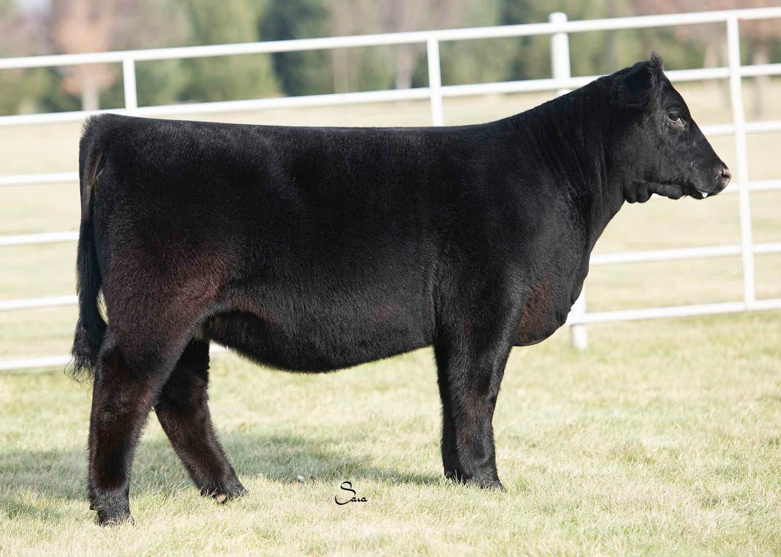 RCC Blog Richey Show Steers