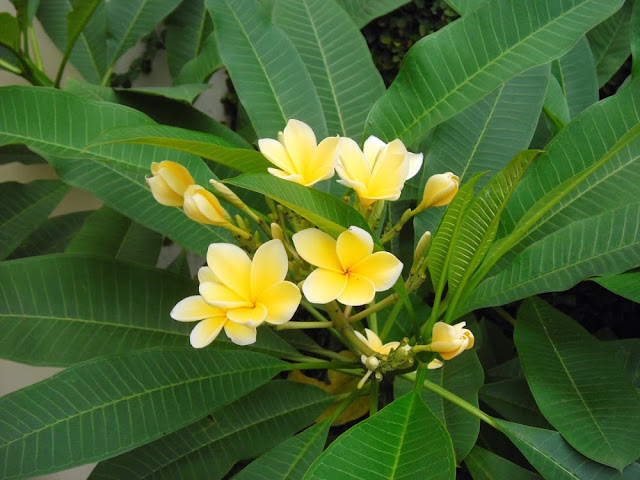 Bunga Kamboja Mengobati Sakit Telapak Kaki Bengkak