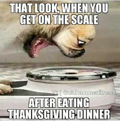 No explanation needed here Closeup of a pug dog with an exaggerated look of surprise as he looks at a bathroom scale. Caption reads, "That look when you get on the scale after eating Thanksgiving dinner".