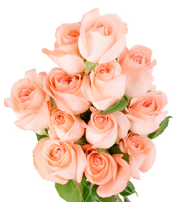 Dozen Peach Rose ~ Wallpapers and Daily Qoutes