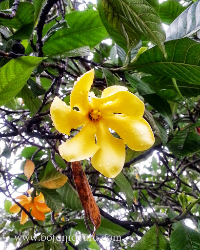 Gardenia carinata