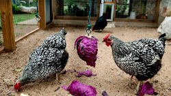 buckethead chicken coop tour
