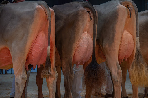 montofon brown swiss sığır ırkı özellikleri