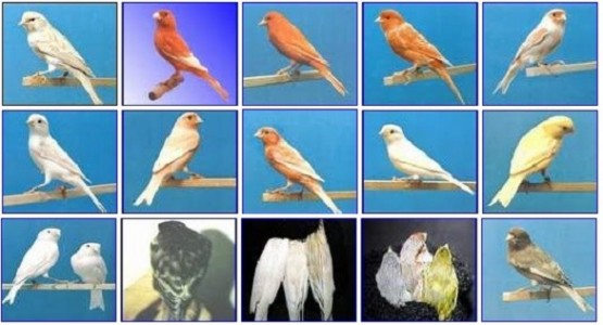 Daftar Harga Burung Kenari Semua Jenis Orisinil Terbaru Tahun 2019