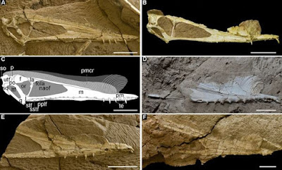 Hamipterus skull