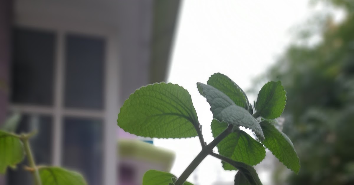 Ajwain Plant with Medicinal and Culinary benefits