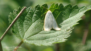 Cybosia mesomella DSC173896