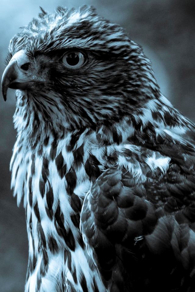 HD Black  and White  Eagle  Wallpapers  for iPhone 4