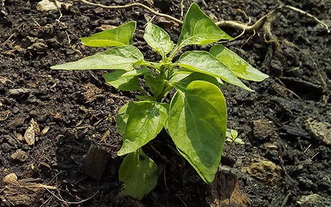 Spring tree care and maintenance planting new trees