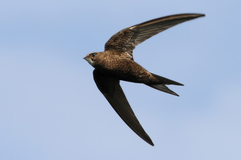 иглохвостый стриж. стриж это. стриж птица. чёрный стриж. стриж обыкновенный.