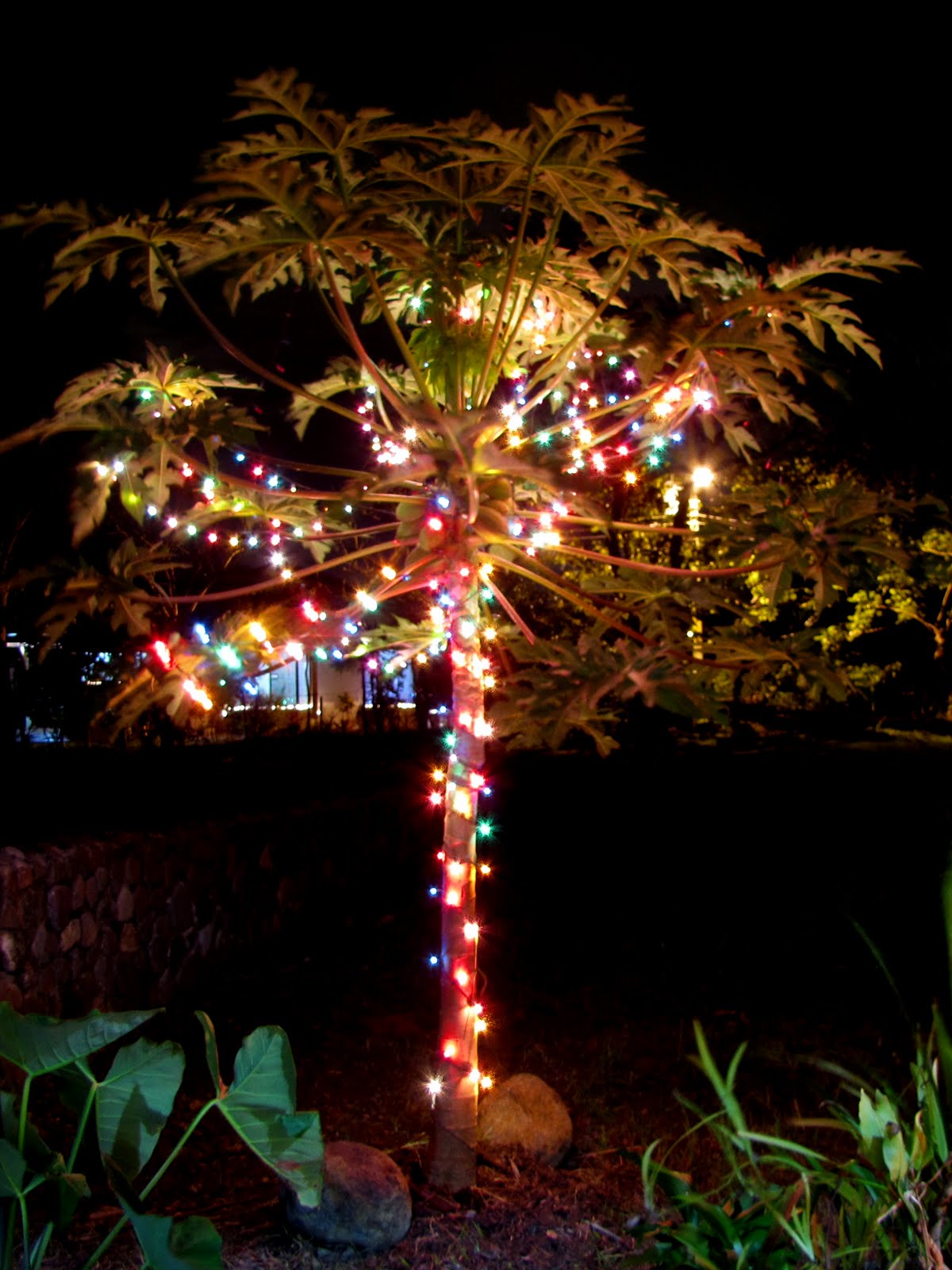 Image result for CHRISTMAS Costa Rica