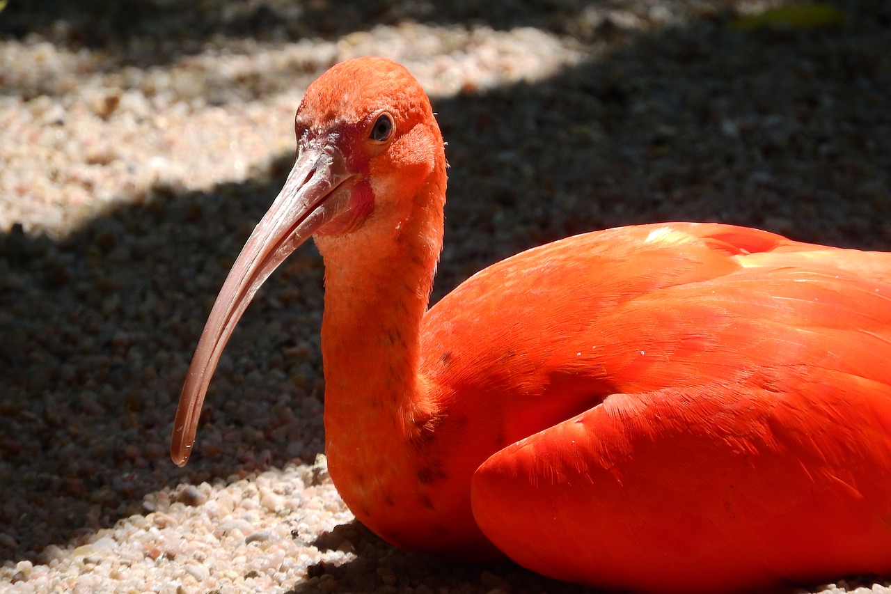 ибис птица фото. слезы ибис. ибис камчатка. кисти для paint x. рисунки глаз с приложения ibispaint.