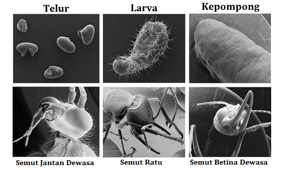 Gambar Siklus Hidup Gambar Siklus Hidup