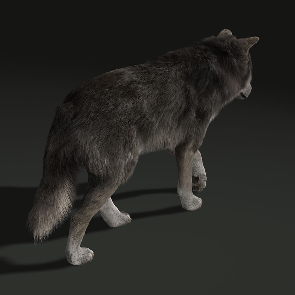 Shave and a Haircut: wolf