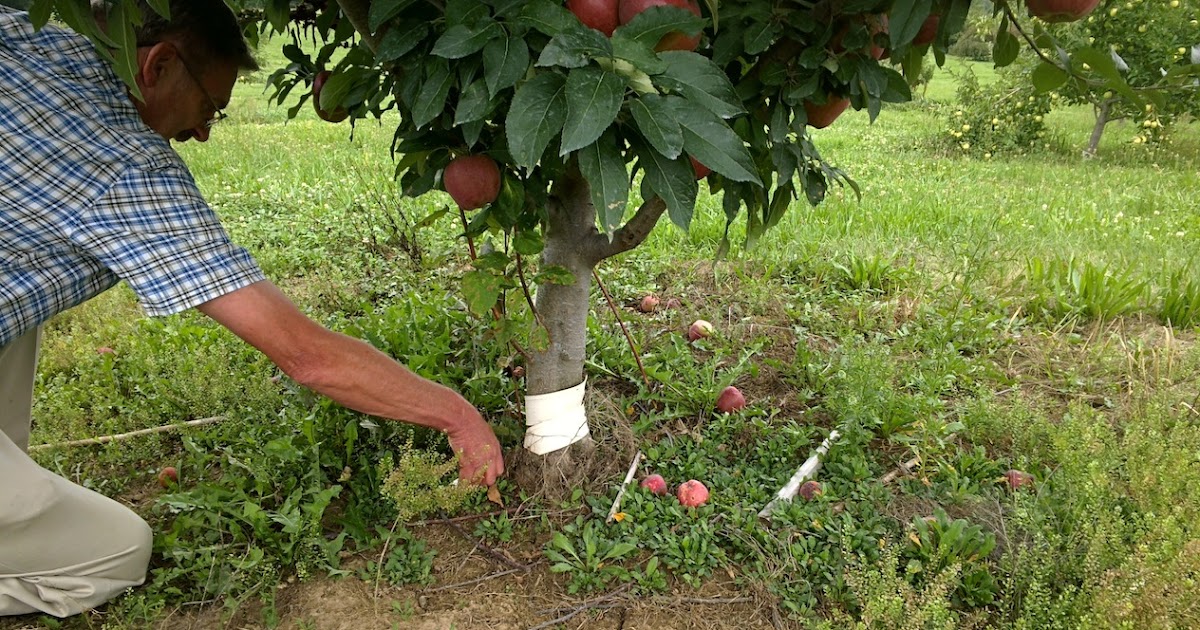 Подкормка яблонь весной для большого урожая. Яблоневый сад садовник. Методы Мичурина садоводы. Как размножаются деревья. Картинка яблоню удобряют.