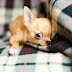 25 Foods Your Chihuahuas Should Never Eat