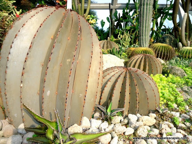 Cactus Garden at Terminal 1, Changi Airport Singapore