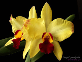 Orquídeas no Apê: Orquídeas Amarelas