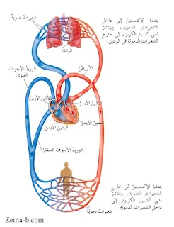 الدورة الدموية الكبرى والصغرى