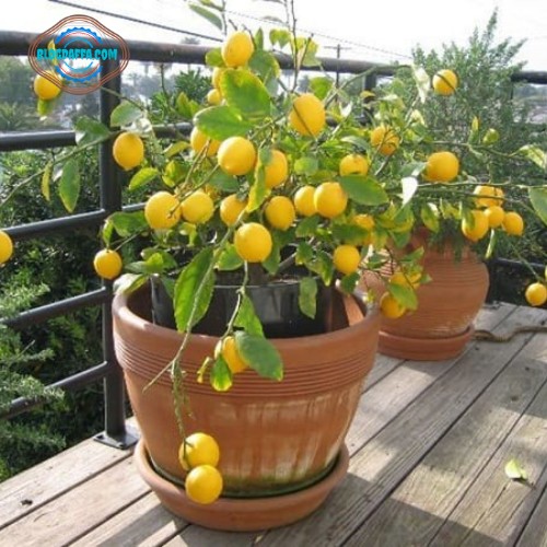 Tanaman hias buah lemon