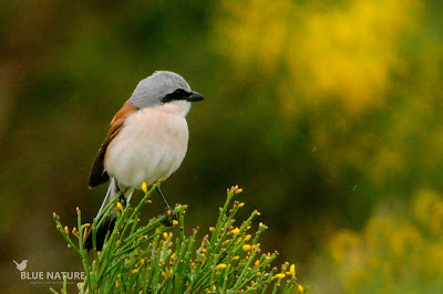 Alcaudón dorsirrojo (Lanius collurio)