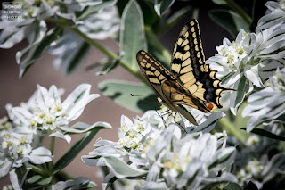 Macaone, Papilio Machaon, farfalla, butterfly, foto Ischia, Natura Ischia, Isola d' Ischia, Crisalide, bruco, livrea colorata, farfalla più grande del mondo, 