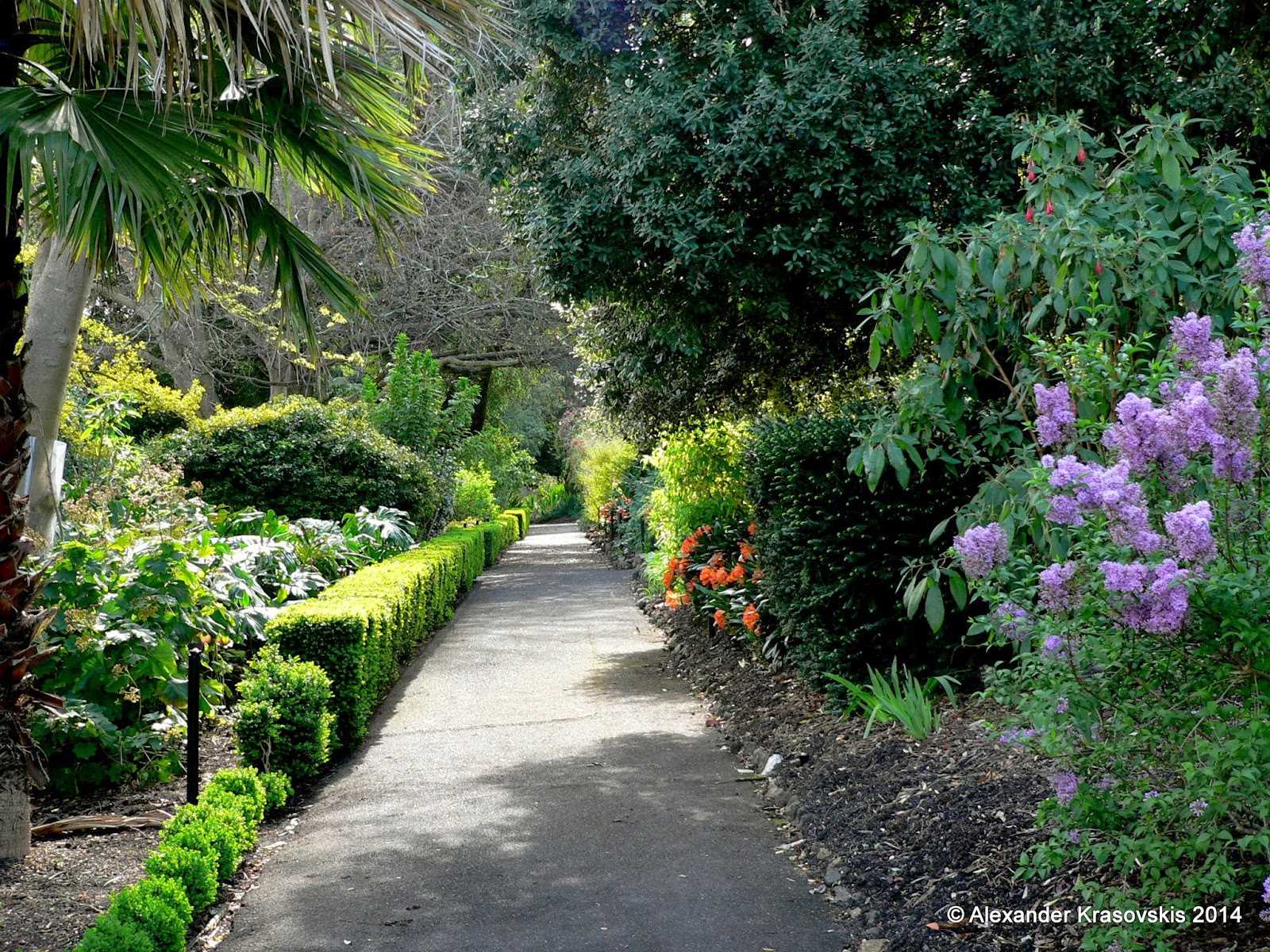 Spring Geelong Aggregata Plants & Gardens: Visit to the Geelong Botanic Gardens in ...