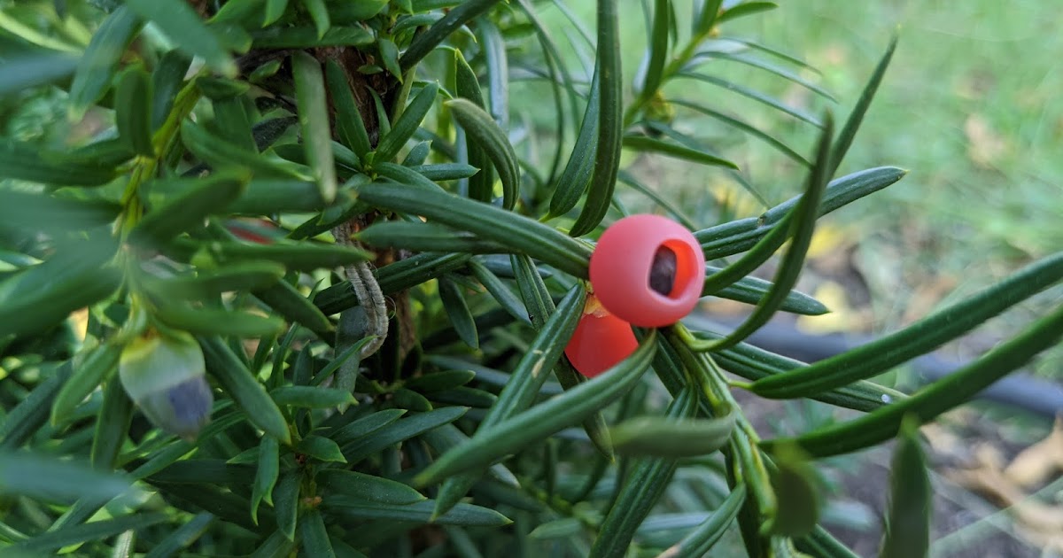 Hicks Yew Hedge First Berries (Arils) September 2020