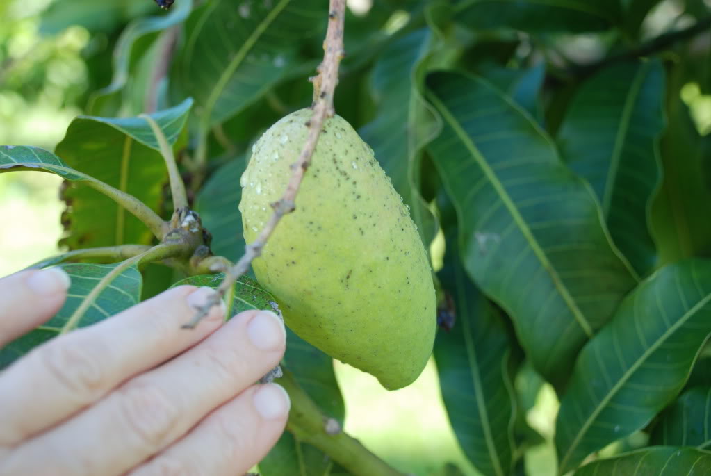 Causes of Fruit Dropping Mango Fruits