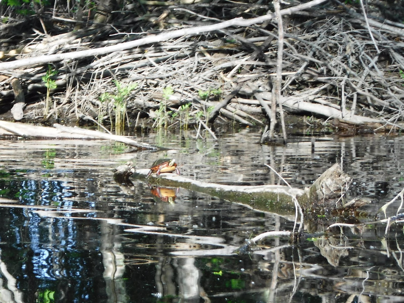 to Kayaking Hermon Pond