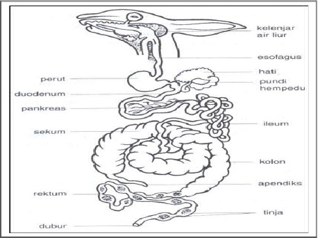 zoologi vertebrata  laporan morfologi anatomi kelinci 
