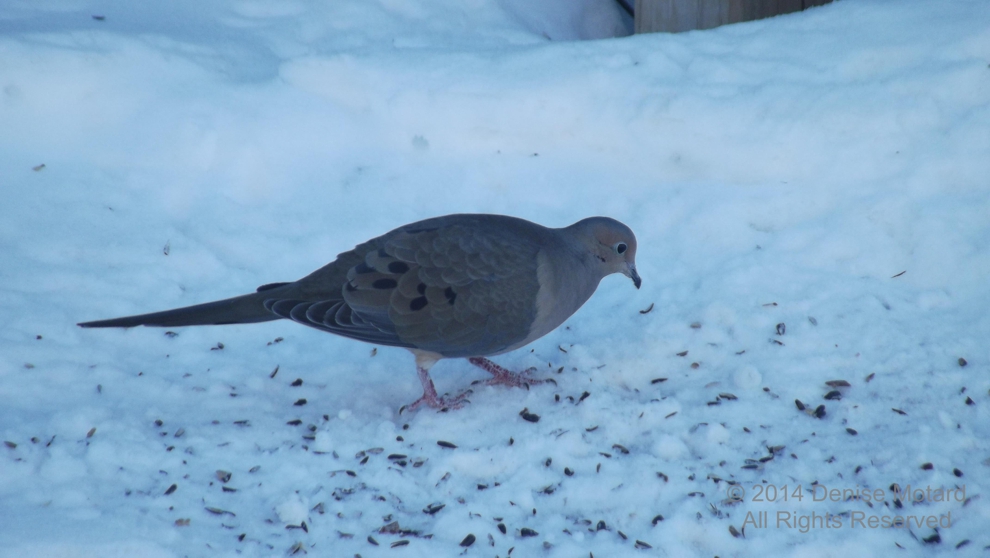 MOURNING DOVE