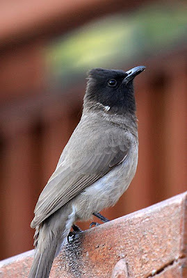 Bulbul naranjero (Pycnonotus barbatus)