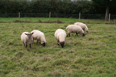Image: lambs on the HenSafe smallholding