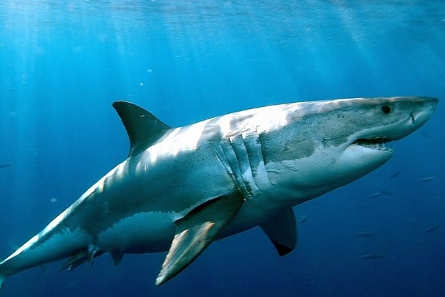 Surfer dies after being mauled by shark in Australia