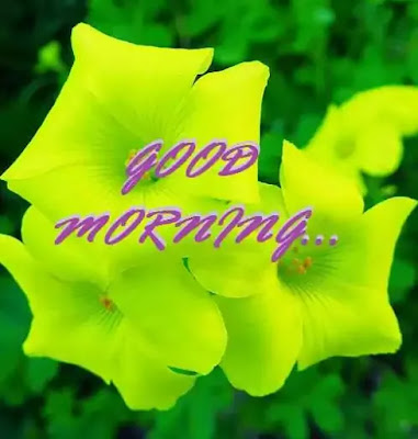 Good Morning Images Good Morning Images