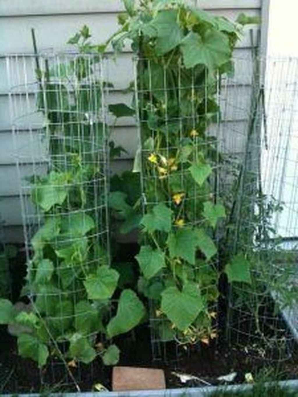 ящик для огурцов на балконе. огурцы выращенные в ящике. огурцы выращенные в ящике.