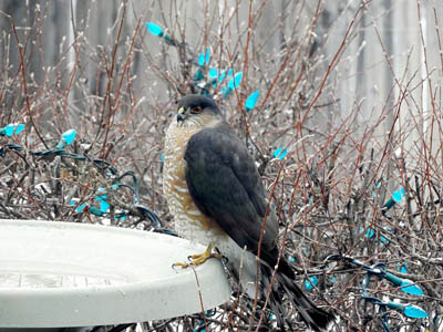 Photo of Sharp-shinned Hawk on birdbath.