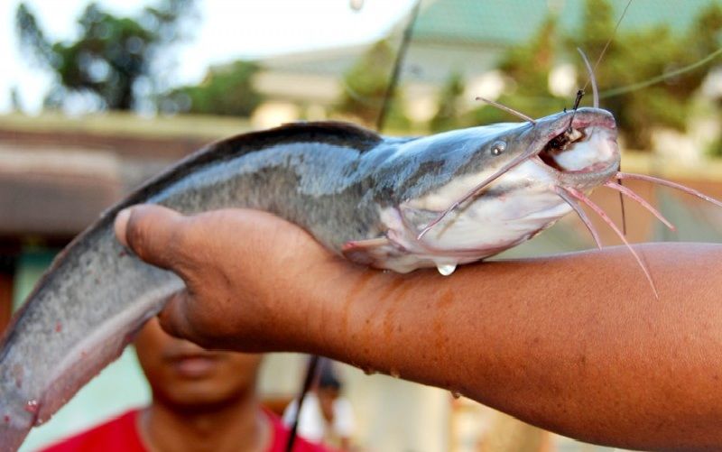 Essen Ikan Lele Premium Cara Membuat Umpan Ikan Lele