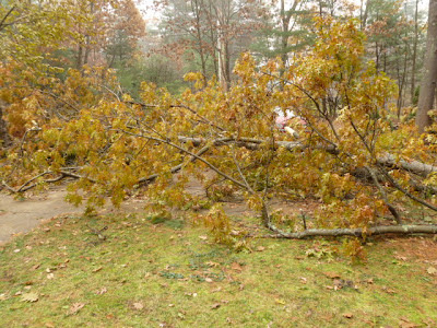 Storm Damaged Tree in New Hampshire