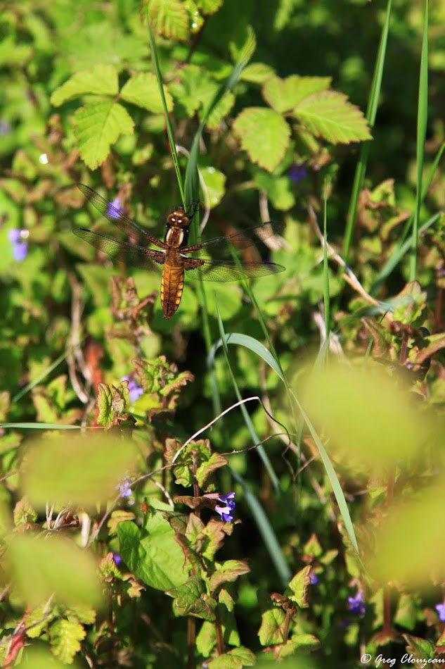 Femelle Libellula depressa , Pays de Fontainebleau Femelle Libellula depressa , Pays de Fontainebleau