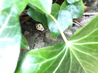 Skulferatu #31 hidden under ivy on the remains of Malcolm Canmore's Tower, Pittencrieff Park, Dunfermline.  Photo by Kevin Nosferatu for the Skulferatu Project