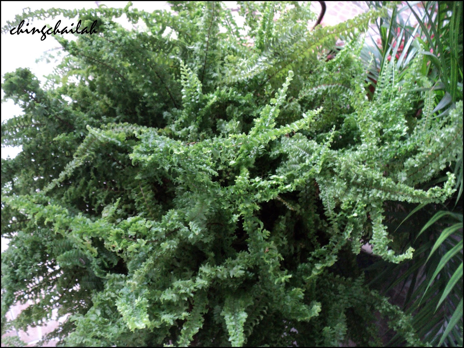 Simple Living In Nancy: GROWING FLUFFY RUFFLE FERN IN MY GARDEN.