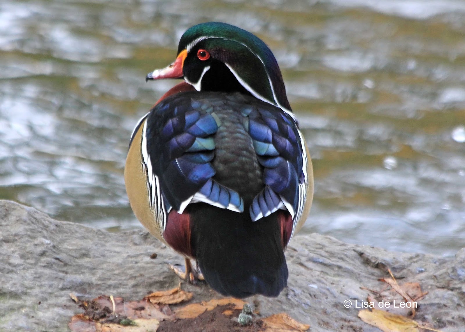 Birding with Lisa de Leon Wood Duck What's in a Name?