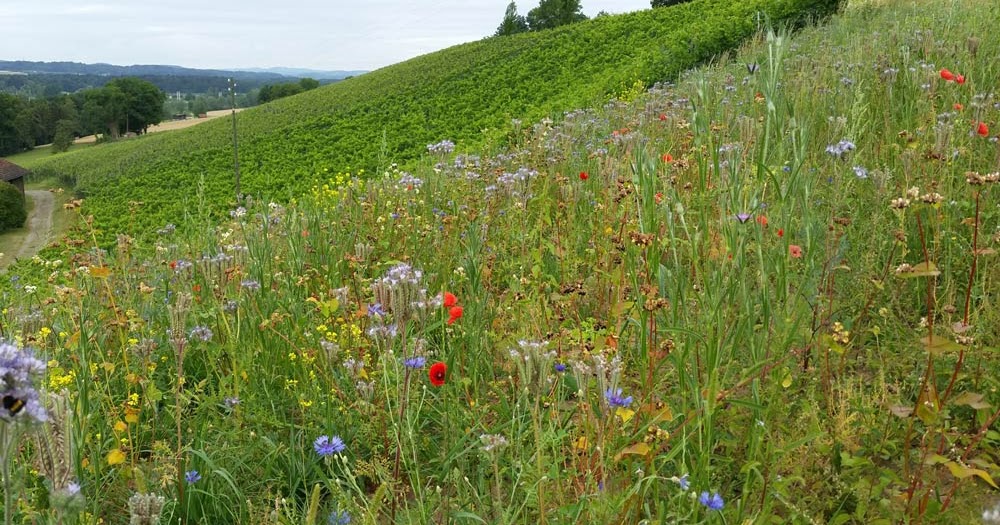 Schaffhausen Mtf Schaffhausen Und Mtf Swiss Cloud Ag Neu Im Guterhof