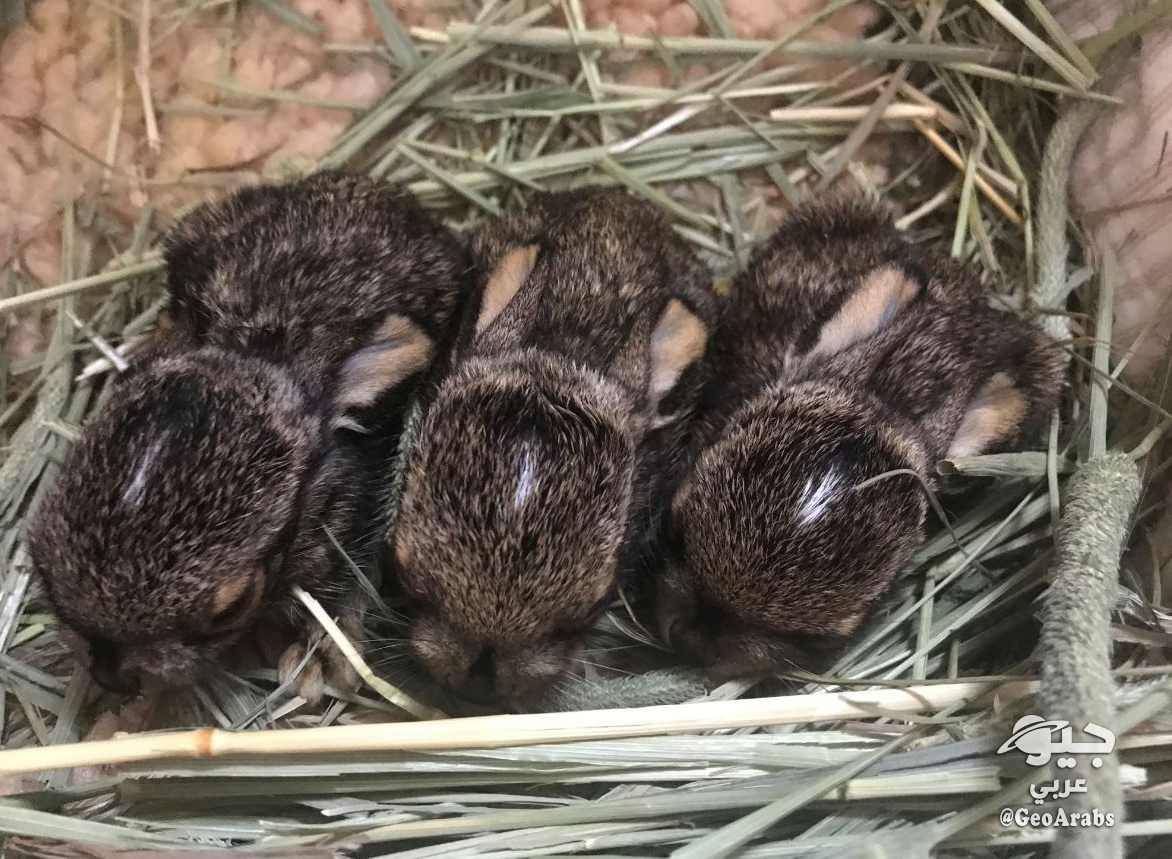 معلومات عن الأرنب الأمريكي جيو عربي