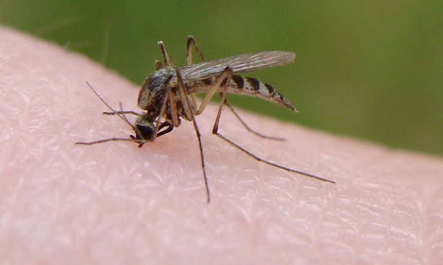 Λαϊκή Συσπείρωση: Δεκάδες εκατομμύρια ευρώ δίδονται για την κουνουποκτονία και το κουνούπι πάει σύννεφο