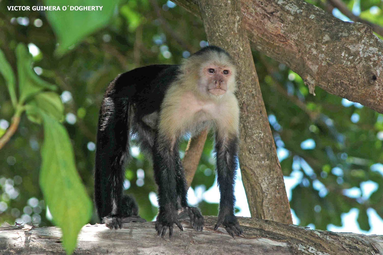 Mis imágenes de aves EL CAPUCHINO CARABLANCA