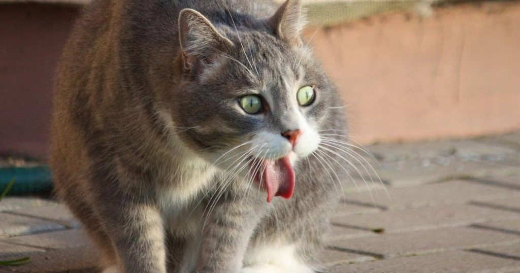 Mengenali Ciri Kucing Keracunan Dan Cara Mengobati